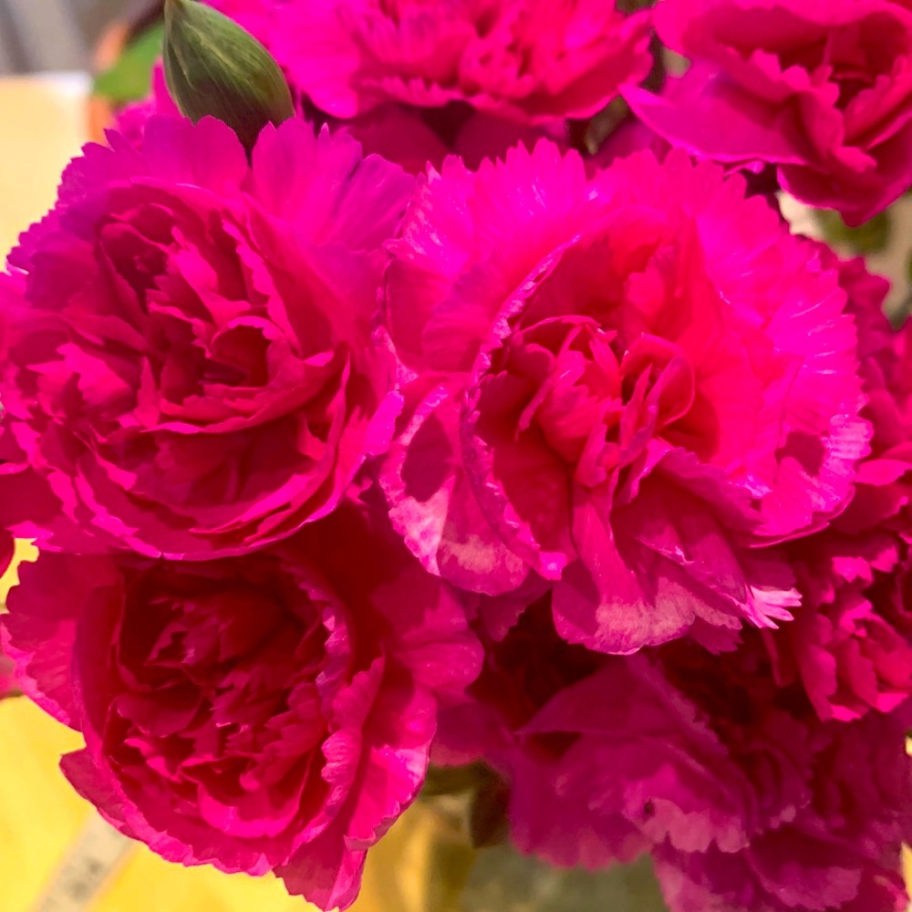 Enjoy Spring season!